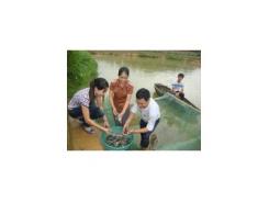 Cho sinh sản nhân tạo thành công giống cá lóc, cá rô đầu vuông