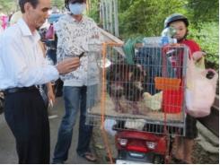 Thừa Thiên Huế xử phạt thương lái bán giống gà Đông Tảo giả