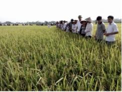 Tam Nông tổng kết mô hình trình diễn giống lúa lai GS55 và GS19
