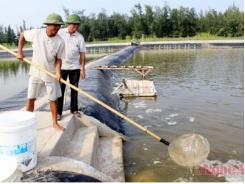 Hướng chuyển dịch kinh tế hộ và trang trại