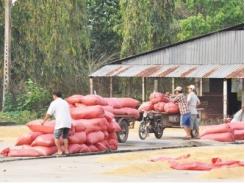 Giá lúa hè thu sớm không tăng