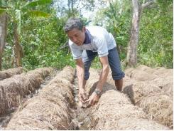 Kiên Giang tăng thu nhập từ trồng nấm theo mô hình sản xuất công nghiệp khép kín