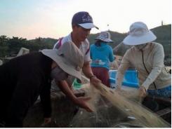 Ngư dân xã đảo Nhơn Châu trúng mùa cá cơm săn