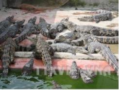 Cảnh giác với việc mua cá sấu non