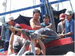 Nghề câu cá ngừ gặp khó, ngư dân Phú Yên chuyển hướng làm ăn