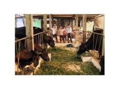 Xã Liên Sơn (Hòa Bình) nuôi bò sữa đem lại hiệu quả kinh tế cao