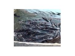 Quảng Ninh nuôi cá lăng trong lồng trên hồ chứa