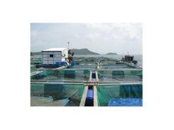 Làm giàu nhờ nuôi cá lồng trên lòng hồ thủy điện Sơn La