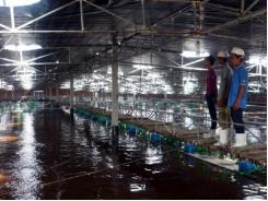 Phù Cát (Bình Định) phát triển kinh tế thủy sản