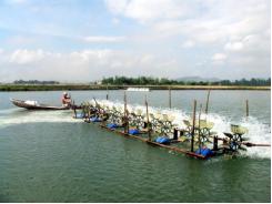 Huyện Phú Tân có diện tích nuôi tôm công nghiệp tăng nhanh