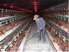 Nam Định tạo bước đột phá trong phát triển chăn nuôi
