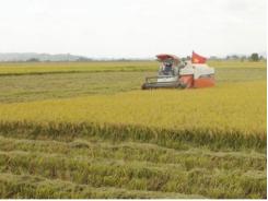 Buôn Choáh đẩy mạnh phát triển nông nghiệp hàng hóa