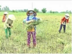 Nông dân huyện Cao Lãnh thu hoạch mè có lãi cao