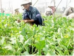 Tiền Giang hướng mở cho vùng sản xuất rau VietGAP