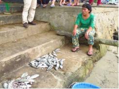 Cá biển và cá nuôi lồng lại chết hàng loạt ở Thừa Thiên - Huế