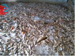 Hàng chục tấn cá bỗng dưng… chết hàng loạt