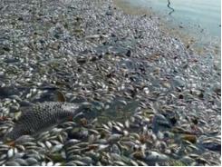 Bình Thuận sớm ngăn chặn tình trạng cá chết hàng loạt