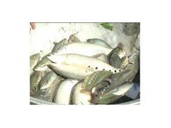 Cá thát lát thương phẩm giảm hơn 10.000 đồng/kg