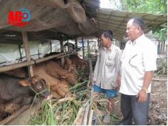 An Giang củng cố nội lực ngành chăn nuôi bò