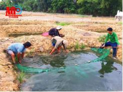 An Giang ùn ùn đào ao nuôi cá, hệ lụy khó lường