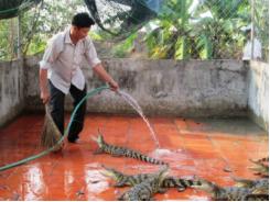 Giá cá sấu U Minh rớt thảm