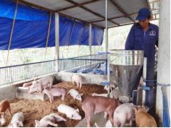 Nông dân phá vườn lập trại heo