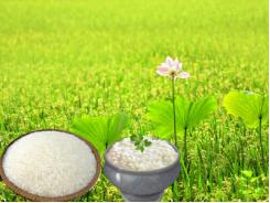 Giá lúa gạo tại Sóc Trăng ngày 16-05-2016