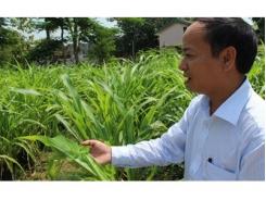Huyện Như Thanh (Thanh Hóa) trồng thử nghiệm giống cỏ Cực Đông số 6