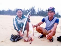 Quảng Trị hỗ trợ trên 13.000 hộ ngư dân bị ảnh hưởng bởi hải sản chết