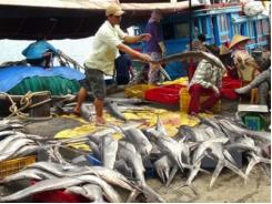 Doanh nghiệp cam kết mua hải sản sạch của ngư dân