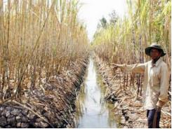 Hơn 147.000ha lúa, hoa màu bị ảnh hưởng do hạn mặn