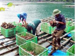 Hàu sạch Thái Bình Dương không nuôi bằng lốp cao su