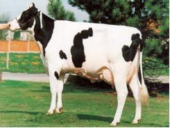 Khám phá ra đột biến quan trọng ở bò sữa