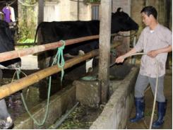 Sống khỏe với nghề nuôi bò sữa