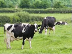 Nghiên cứu lai tạo giống gia súc có khả năng kháng lại bệnh do ký sinh trùng đe dọa tính mạng của gia súc - Phần 1