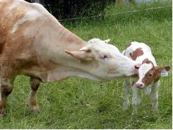 Nghiên cứu mối liên hệ giữa tính khí của gia súc với các đặc tính sản xuất, miễn dịch