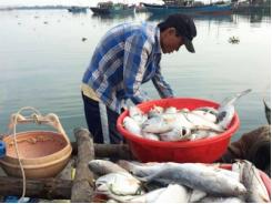 Ngư dân Huế đổ xô bắt cá kình, thu chục triệu mỗi ngày