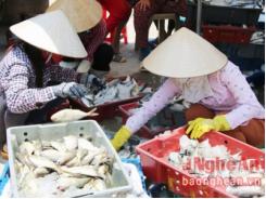 Ngư dân Quỳnh Lập thu 150 tỷ đồng trong 5 tháng đầu năm