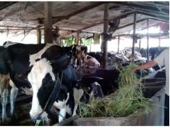 Ít đất, nông dân vẫn giàu
