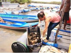 Rộ phong trào nuôi hàu nước lợ