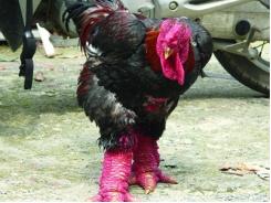 Phương pháp chăn nuôi gà Đông Tảo có thể bạn chưa biết