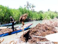 Cam Lâm tăng thu nhập từ khai thác rau câu chỉ