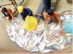 Sản lượng cá tra giảm 7% so với cùng kỳ