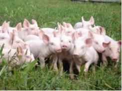 Sữa của lợn mẹ có thể bảo vệ lợn con khỏi nhiễm ký sinh trùng - Phần 2 (Phần cuối)