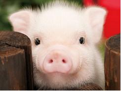 Sữa dê với thành phần lizozim kháng khuẩn giúp lợn con phục hồi sau khi bị tiêu chảy