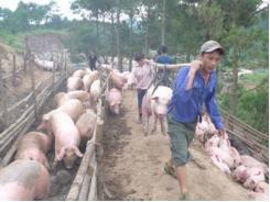Thương lái Trung Quốc hạn chế thu mua, giá lợn trong nước bắt đầu giảm