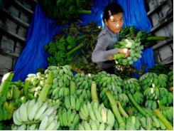 Mỹ sẽ nhập khẩu hàng loạt trái cây Việt Nam