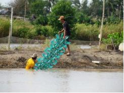 Vỡ mộng vì tôm