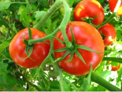 With This Simple Recipe Get 50-80 Pounds of Tomatoes From Every Plant You Grow!