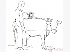 Phương pháp cố định đại gia súc